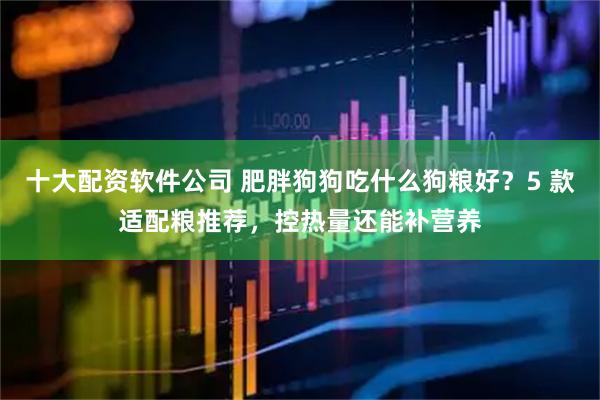 十大配资软件公司 肥胖狗狗吃什么狗粮好？5 款适配粮推荐，控热量还能补营养